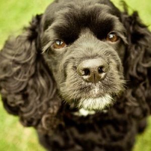 Meet your Posher, HW!